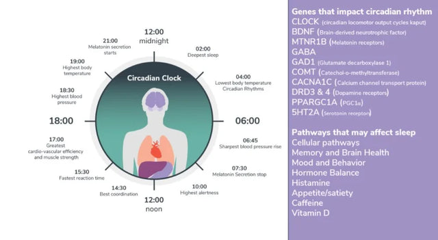 Circadian clock diagram showing key biological functions, genes affecting sleep, and pathways influencing circadian rhythm.