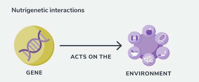 Nutrigenetic interaction between gene and food