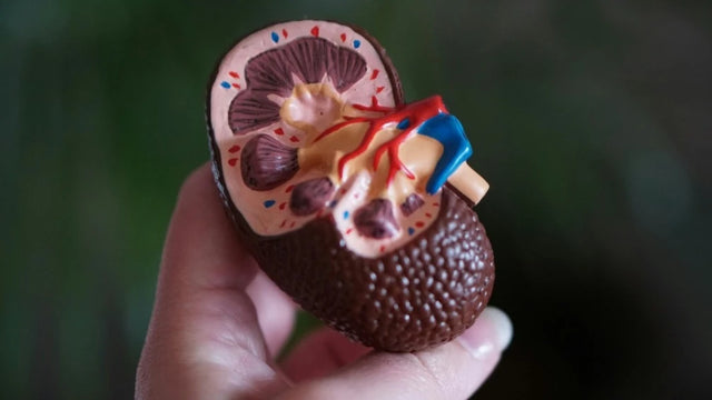 Signs And Symptoms Of Kidney Disease