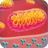 Inflammation