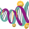 Methylation