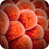 Pro-Inflammatory Fat