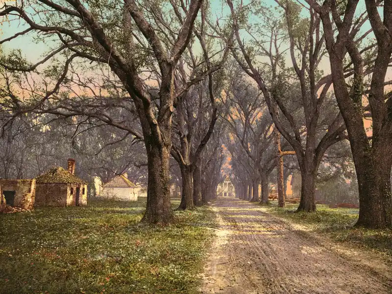 Savannah