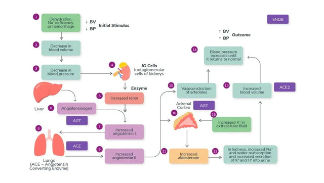 DNA & Blood Pressure: The Genetic Link to Hypertension and Stress
